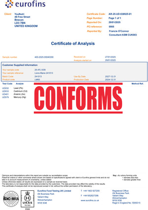 Lion's Mane High Strength 16:1 - Focus Complex